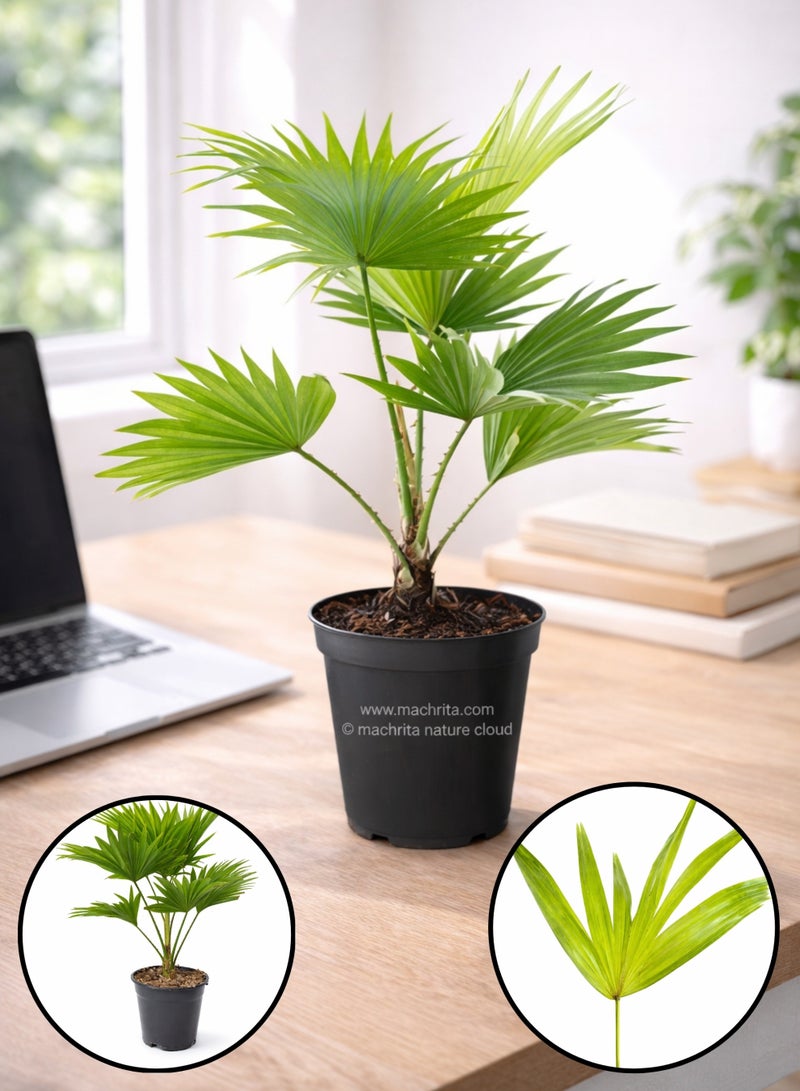 بلانت نبات نخيل ليفيستونا داخلي | نخيل ليفيستونا تشينينسيس المروحي الحي | نخلة خضراء مزخرفة | نبات ديكور منزلي ومكتبي سهل العناية - Image 1